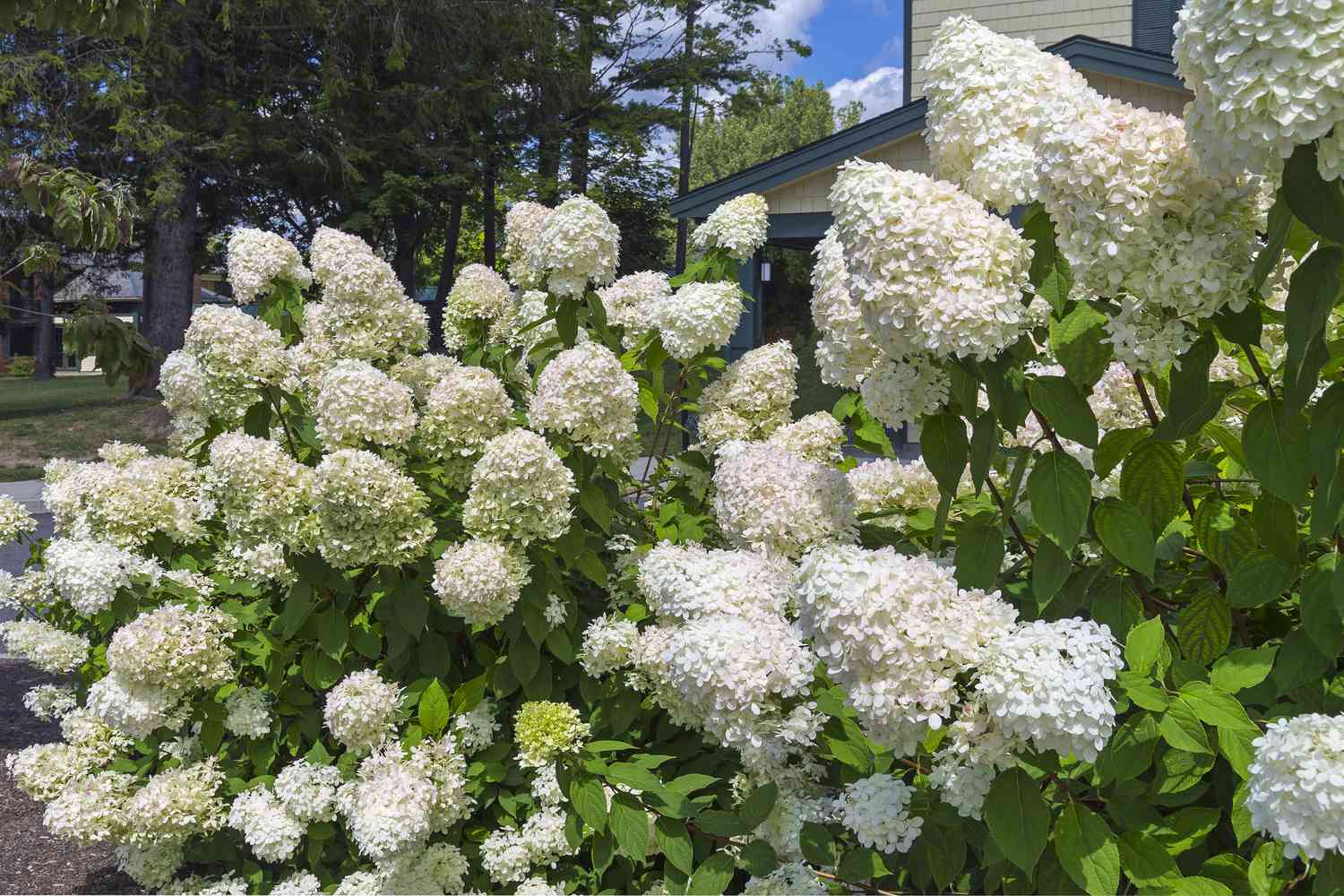 10 Flowering Shrubs That Are So Easy to GrowโEven for Beginners