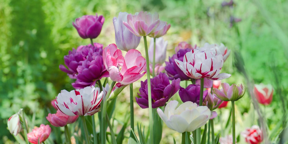 What To Plant In April – Plus Garden Jobs For The Month