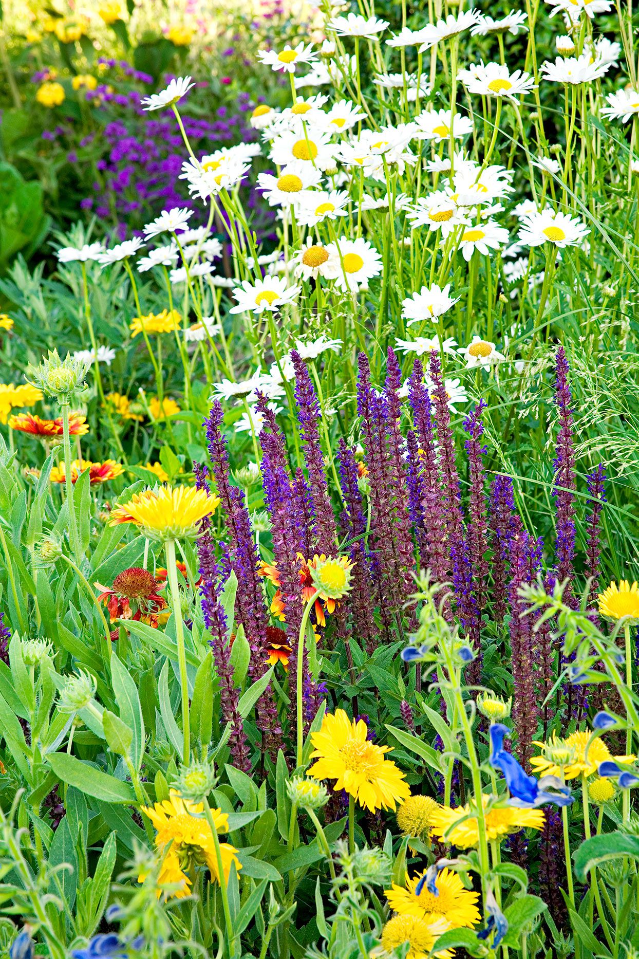 24 Perennial Plant Combinations That Look Stunning Together