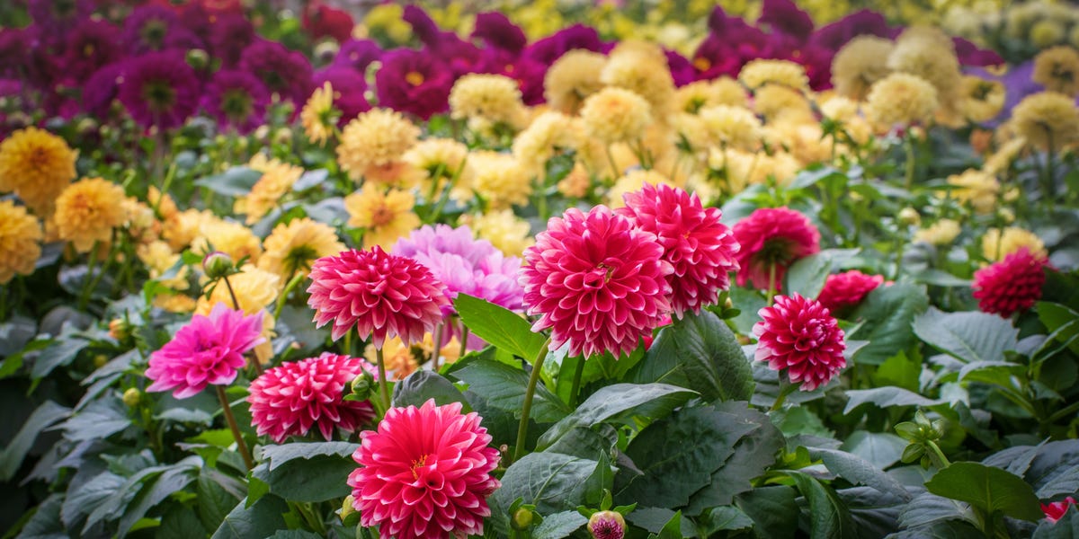 What To Plant In September – Plus Garden Jobs For The Month