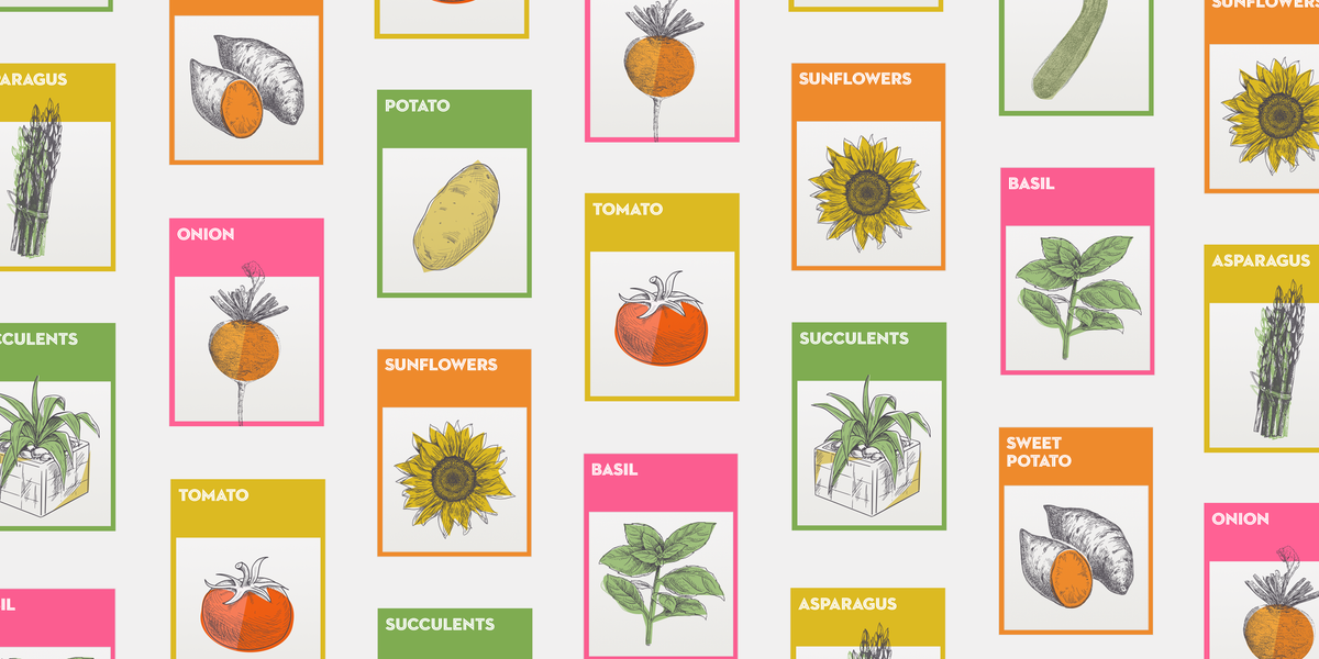 Gardening 101- Tips and Tools for Planting Vegetables and Flowers