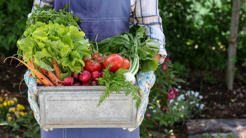 10 Tips for Beginner Gardeners: Starting Your Garden!