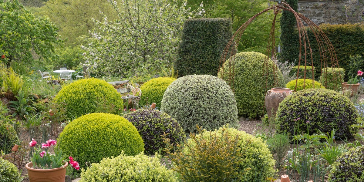‘Blobbery’ Is Gardening’s Latest Buzzword โ 4 Topiary Ideas For Small Gardens