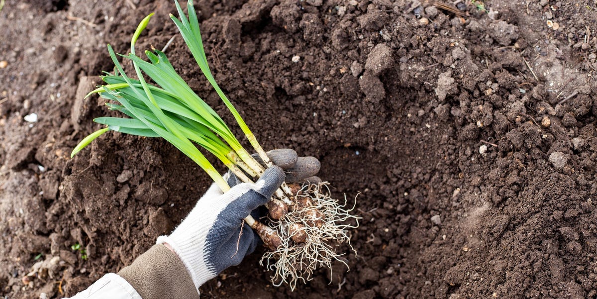 12 Vegetables and Flowers to Plant This October Before It’s Too Late