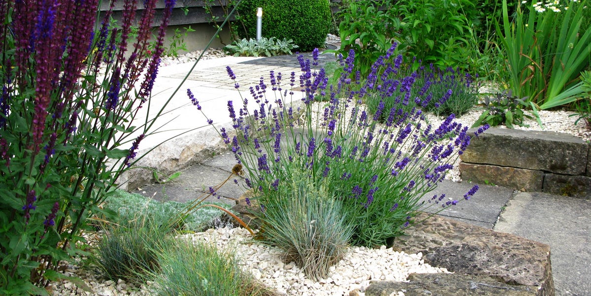 8 Gravel Garden Ideas: Design, Planting and Maintenance