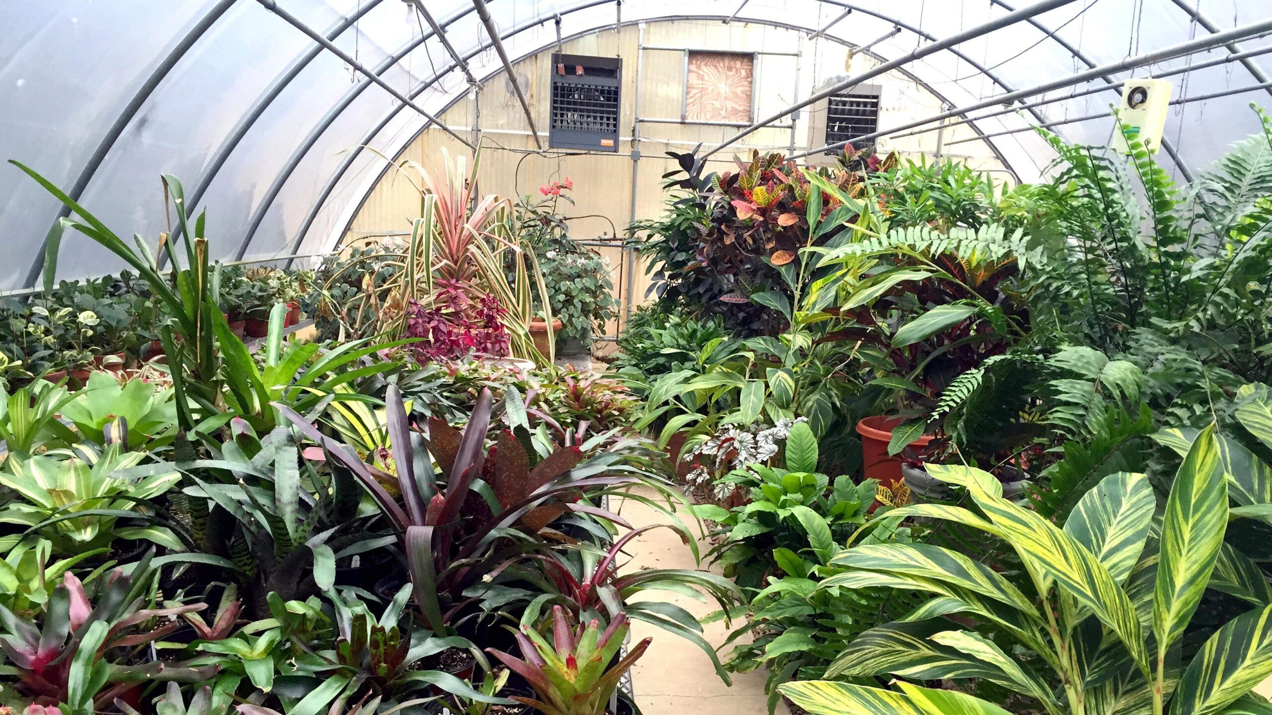 How a hobby greenhouse can stretch gardening season in Texas