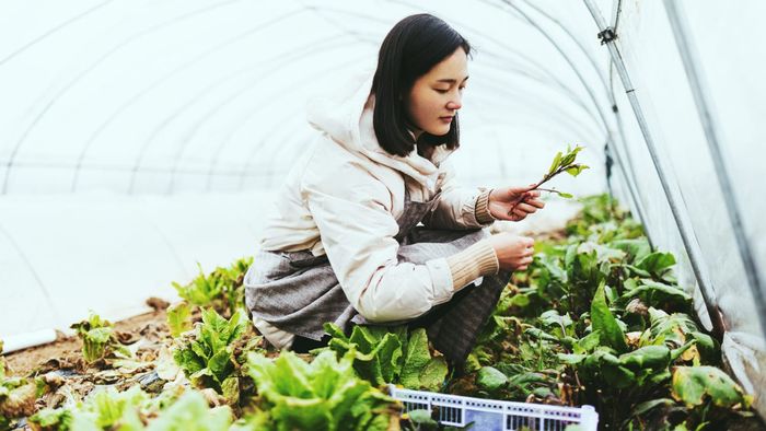 The 8-step guide to saving your greenhouse and plants from winter frost