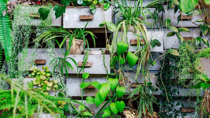 Vertical growing ideas perfect for small gardens