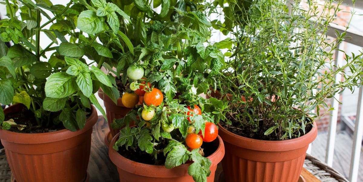 20 Best Container Gardening Vegetables