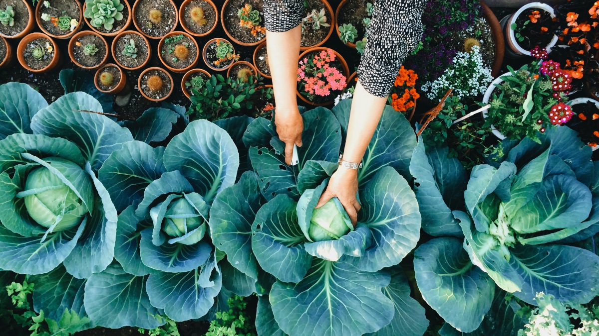 The 10 best gardeners to follow if you’re a beginner