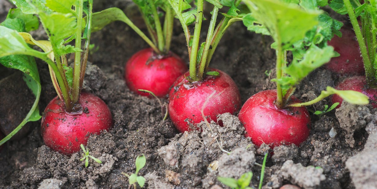 Plant These Vegetables Now for a Delicious Spring and Summer
