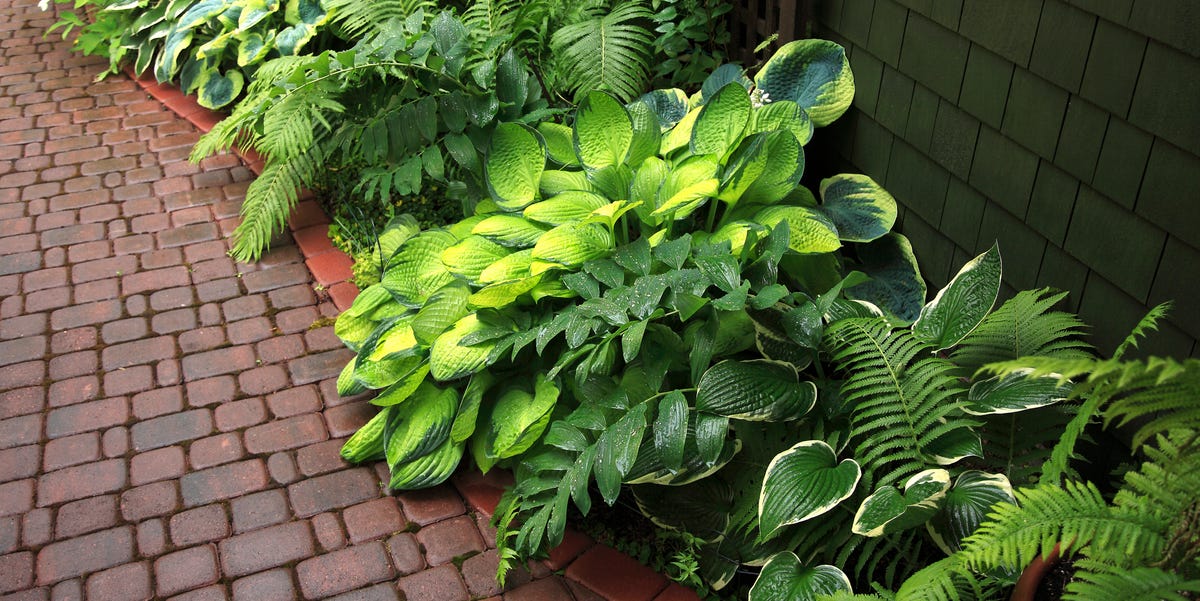 25 Best Shade Perennials That Are Low Maintenance, Easy to Grow