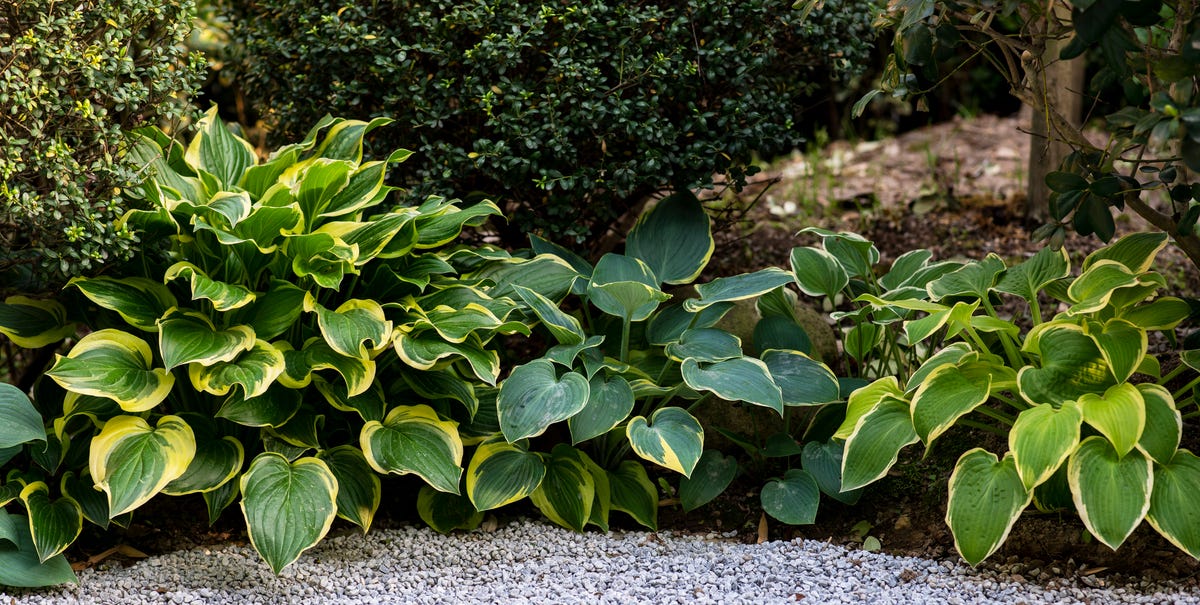 35 Resilient Perennial Flowers for Shade in 2025