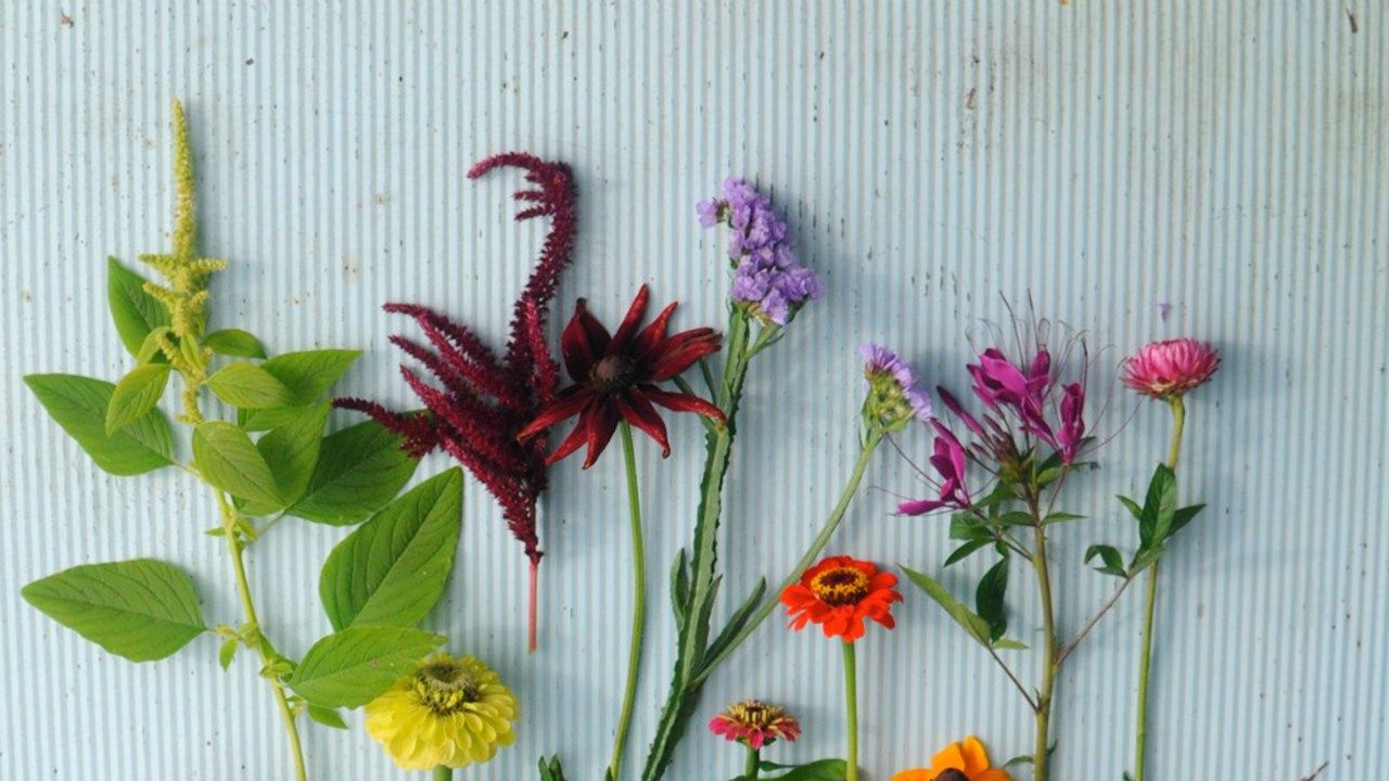 How to Plant Flowers by Chelsea Fuss of Frolic!