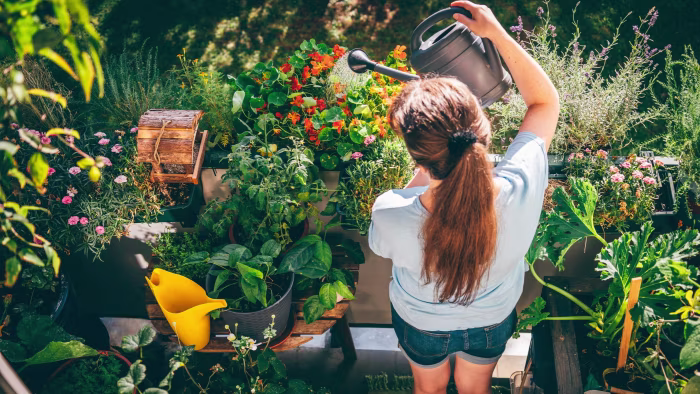 Midsummer tips and tricks for the beginner gardener