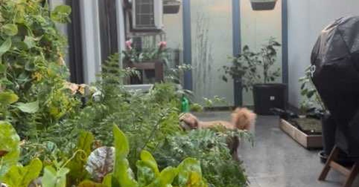 Small balcony garden ideas Australia: These gardeners are proof you can grow veggies and flowers on small balconies