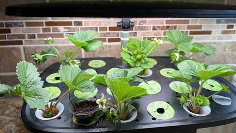 Hydroponic Strawberries: A Step-by-Step Beginners Guide