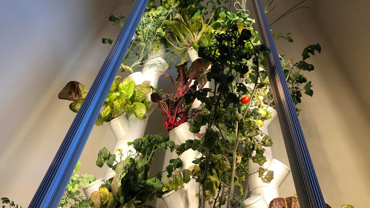 Gardyn review: Building a wall of salad is easy with smart hydroponics