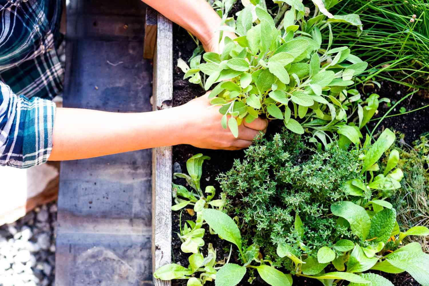 10 Herb Garden Ideas