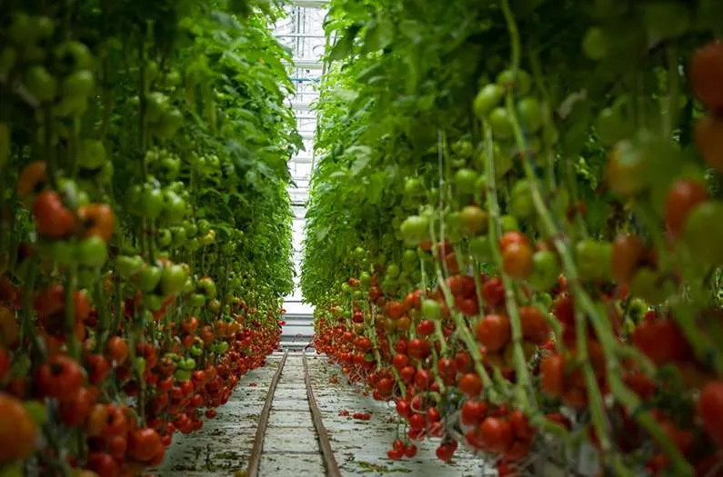 Could China grow all its vegetables indoors—without warming the planet?