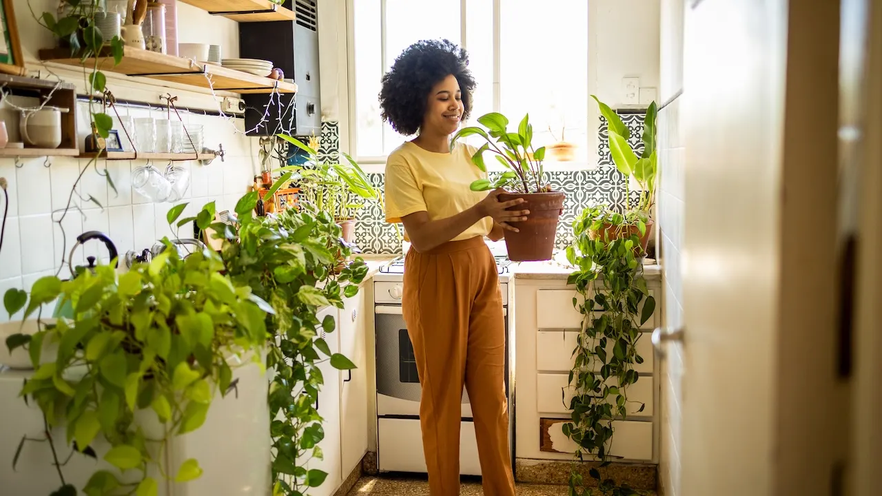 Grow a kitchen garden with a self-watering hydroponic system