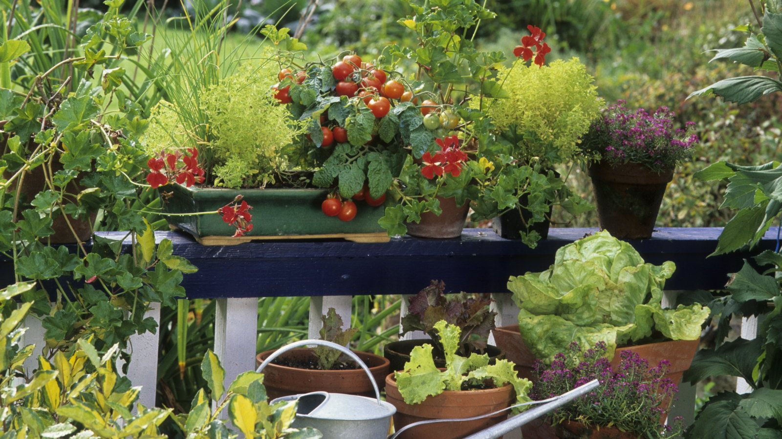 7 vegetables to plant in June in containers in small spaces