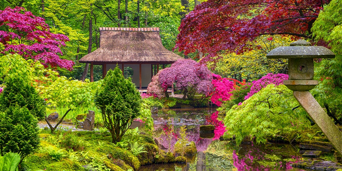 how to plant a Japanese garden