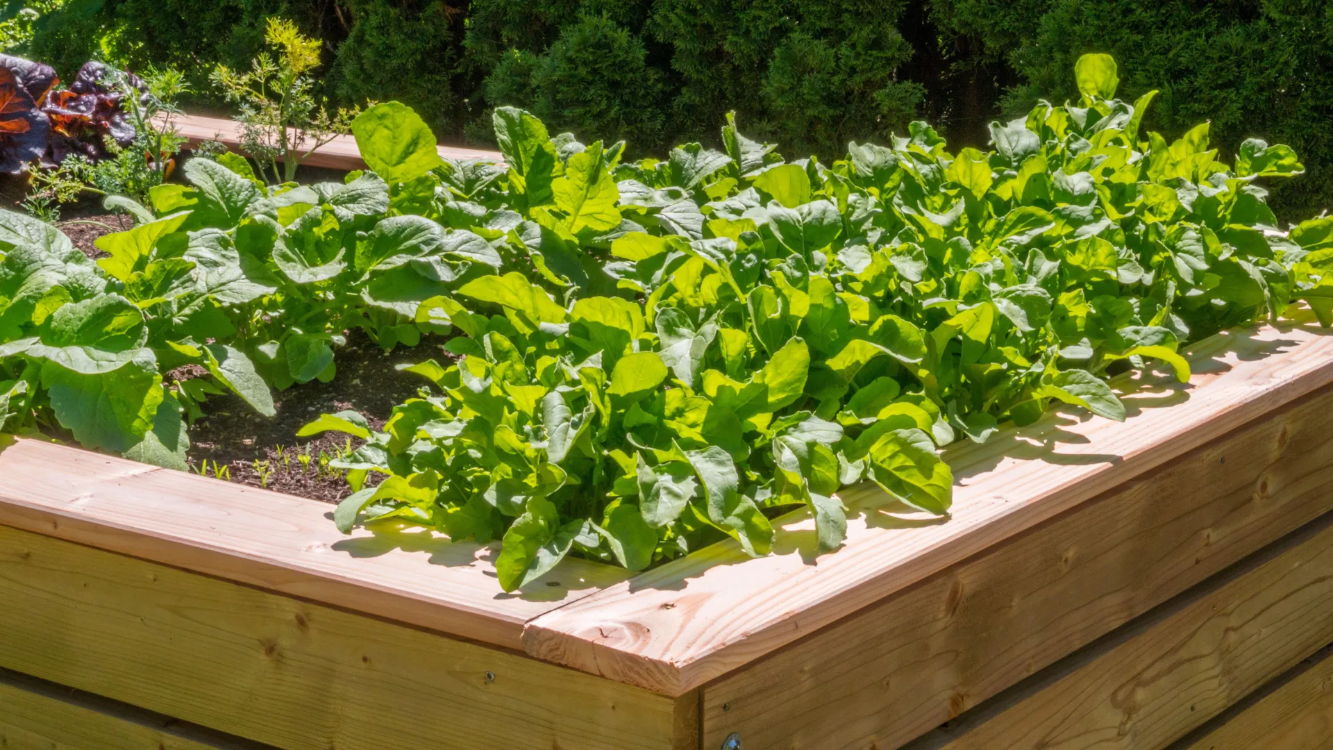 Gardening expert reveals the 5 vegetables to plant NOW for bumper early autumn harvest before it’s too late