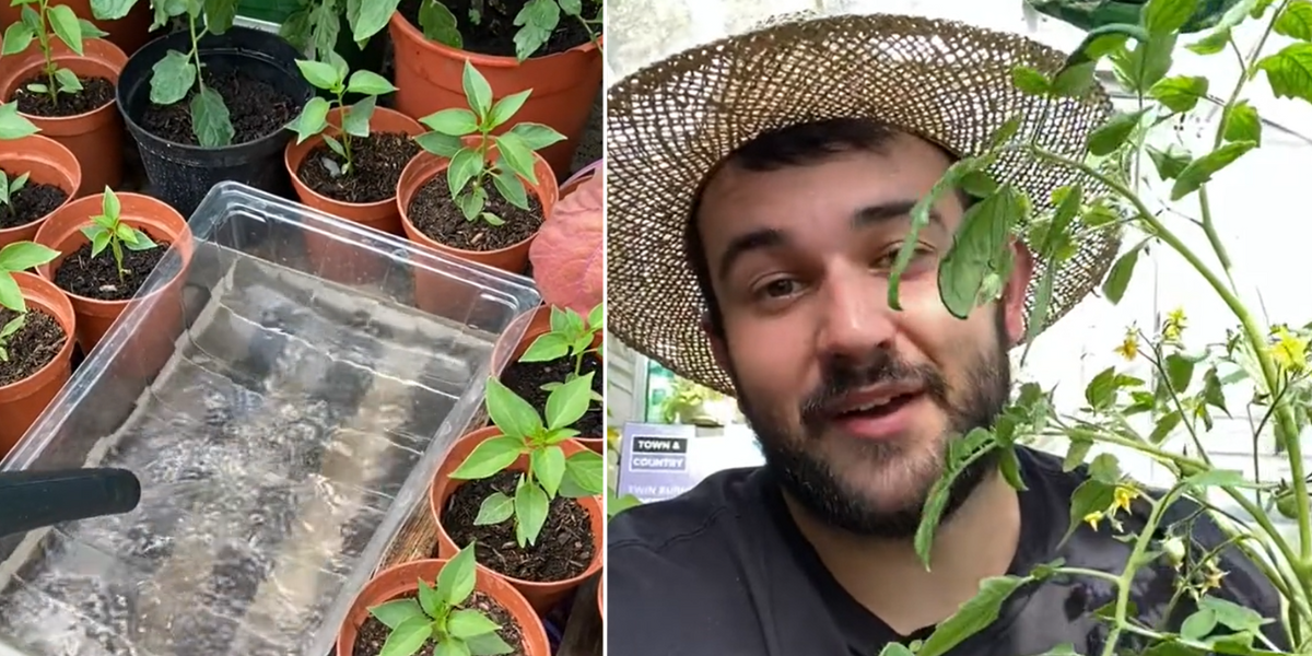 Britons told to use ‘dampening down’ method to protect vegetable patches