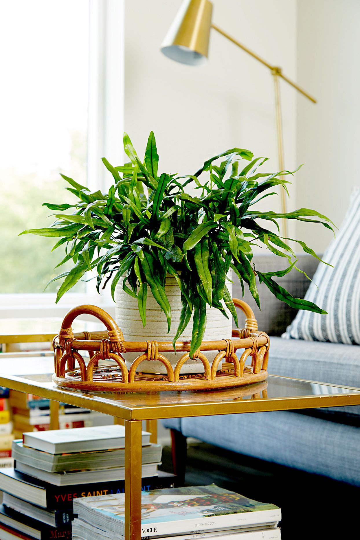 9 Indoor Ferns to Make Your Home Feel Like Paradise