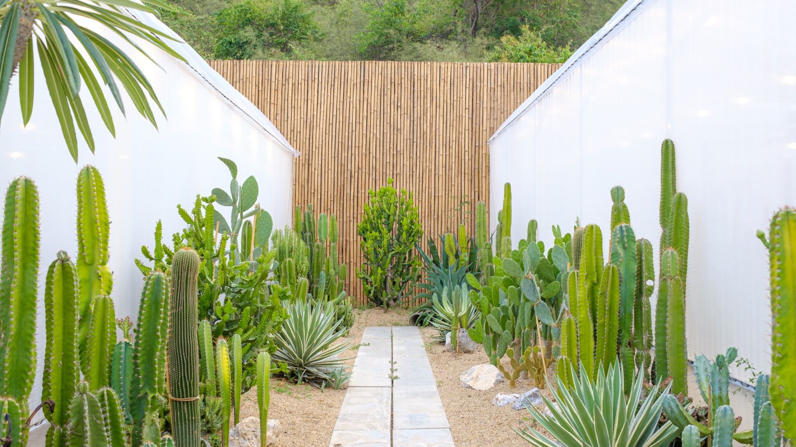 Desert landscaping ideas: 12 design and plant tips to try