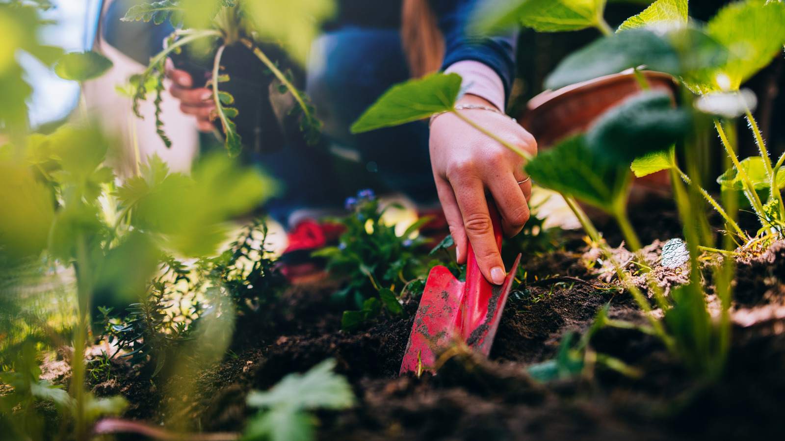 7 Vegetables That Will Happily Grow In Clay Soil