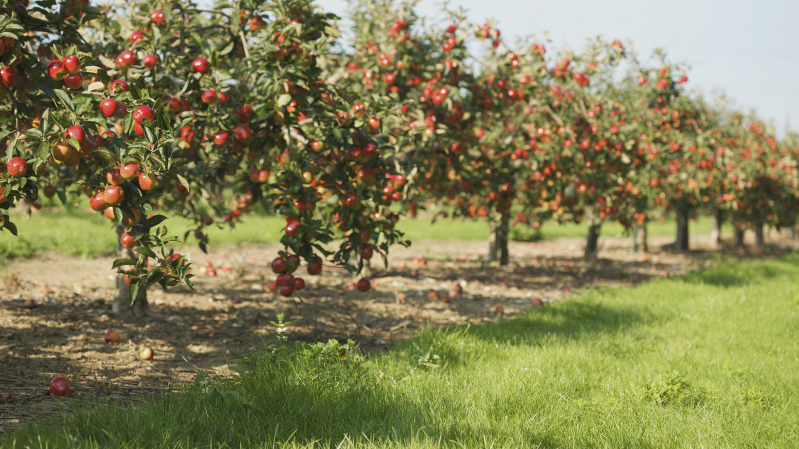 3 Fruit Trees That Are Perfect For Beginner Gardeners
