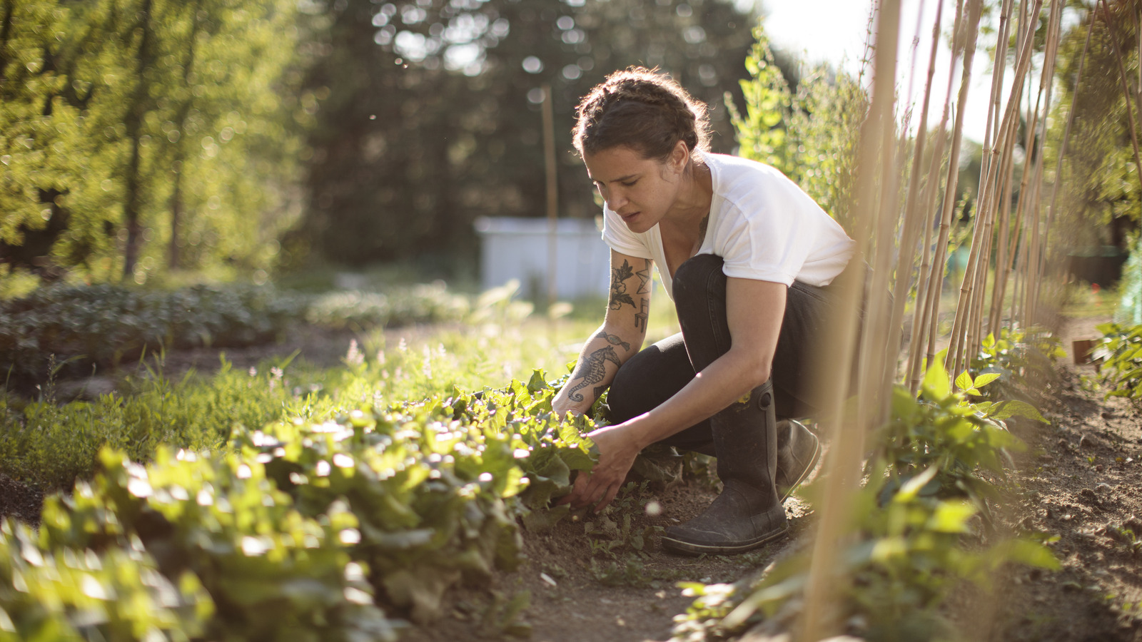 You’ll Probably Regret Planting These 10 Fruits And Vegetables In Your Garden