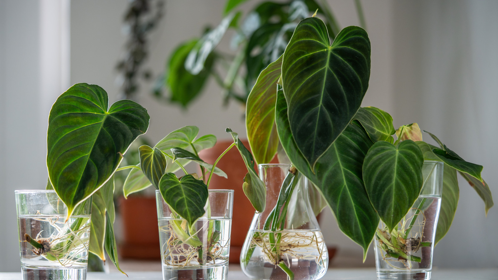 23 Houseplants You Can Grow In Water For Healthy Plants With Less Mess