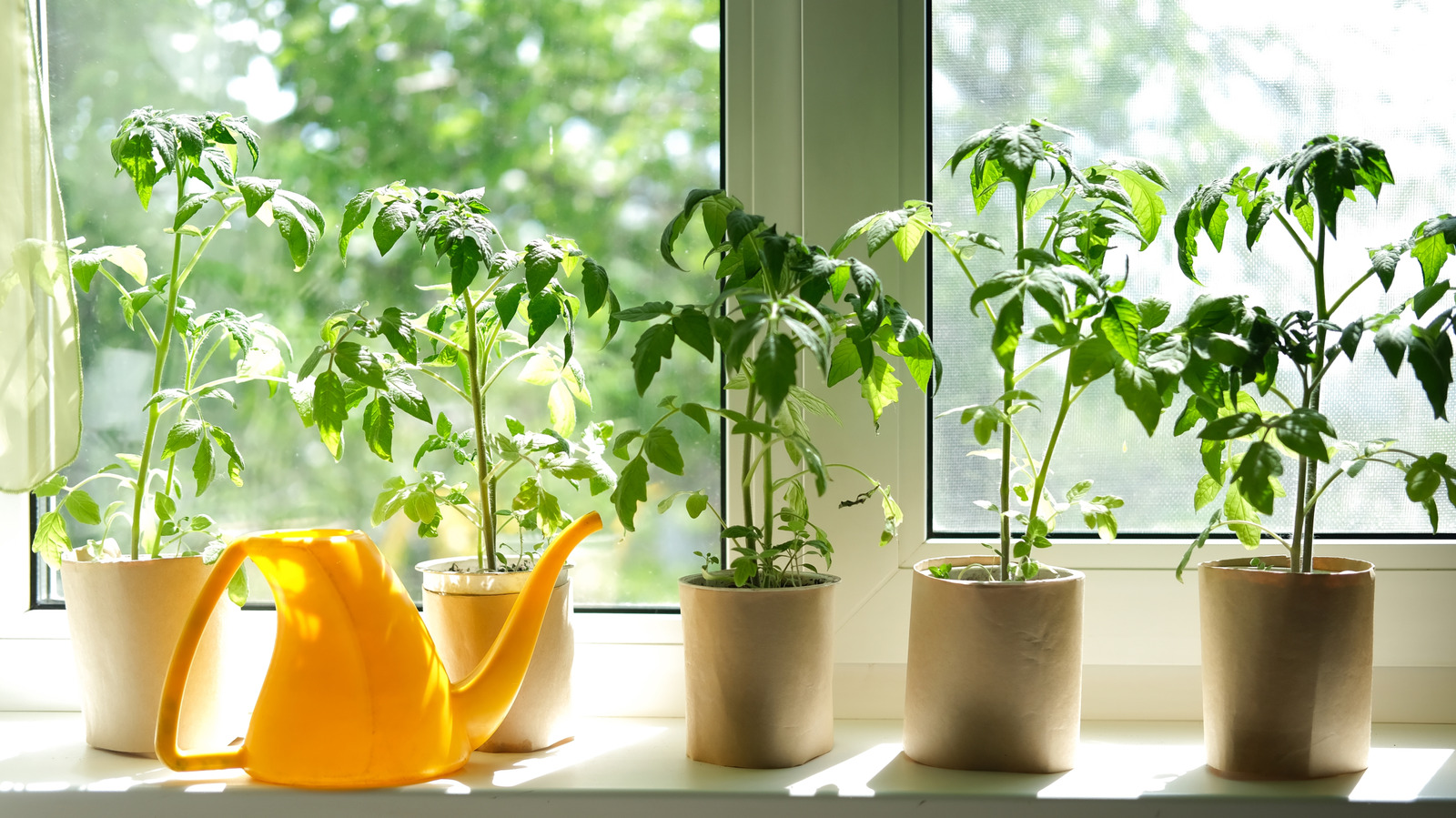 11 Vegetables You Can Grow Indoors This Winter