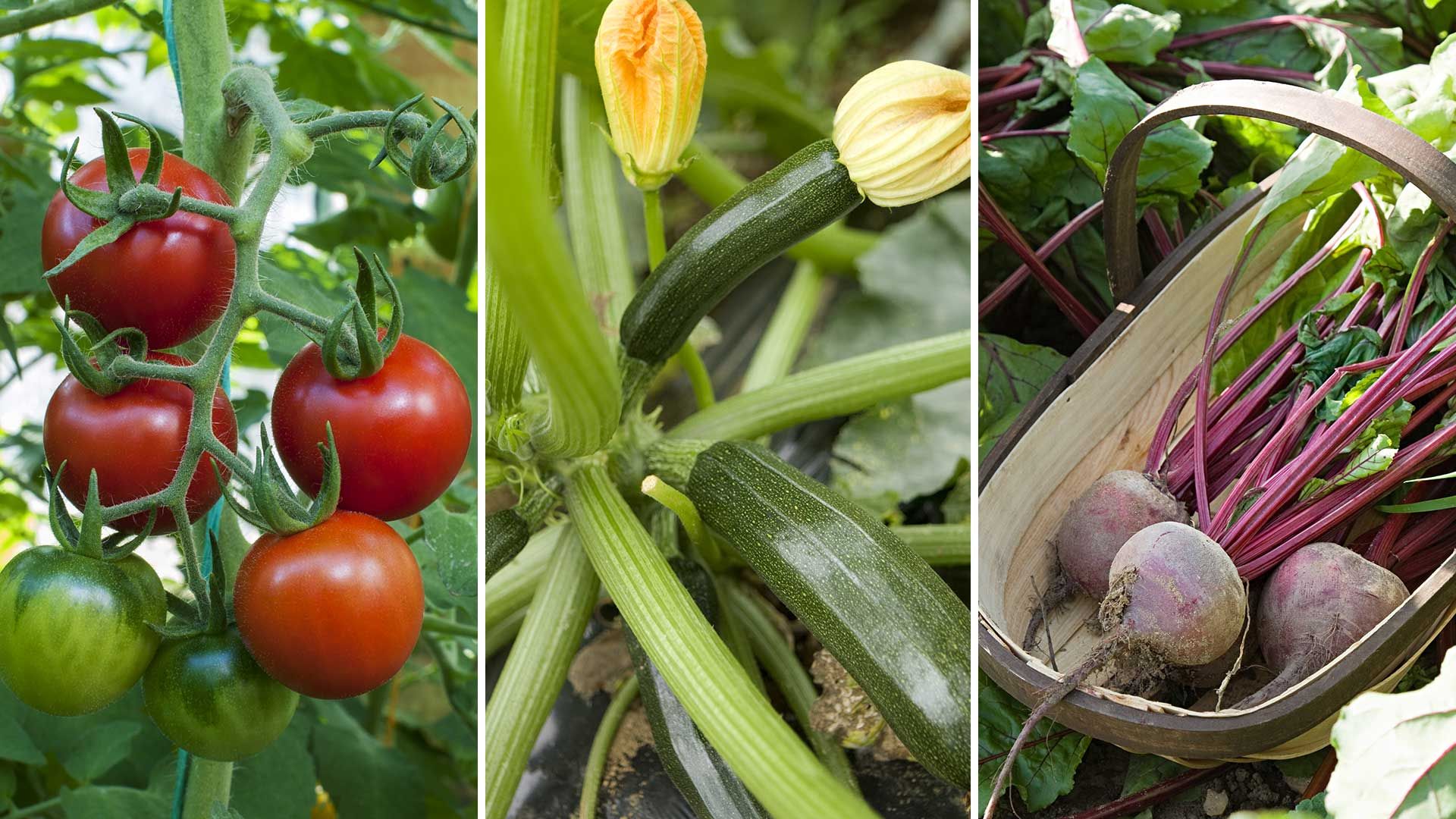 Vegetables to plant in April: 8 crops to start now