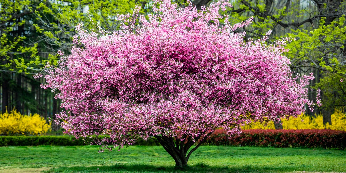 20 Best Pink Trees for Your Yard in 2025