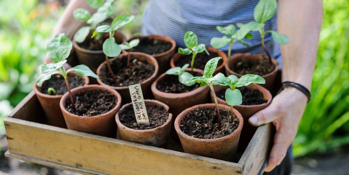 Best Flowers, Shrubs And Crops