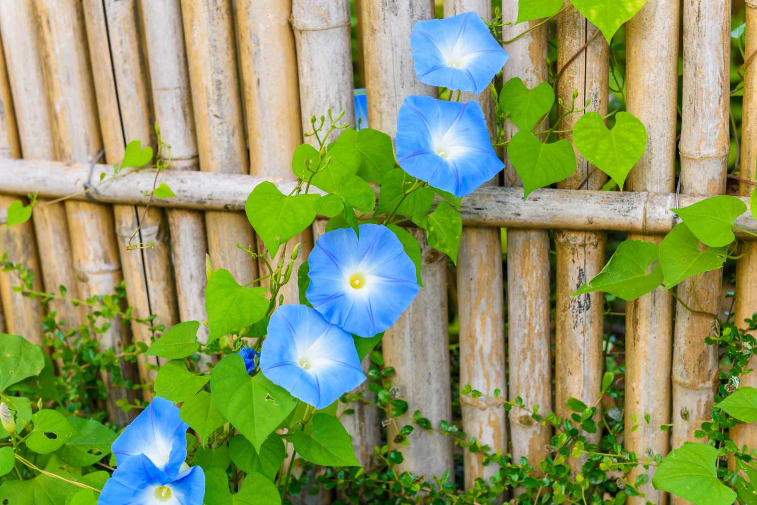 6 Fast-Growing Climbing Plants Perfect for Beginner Gardeners