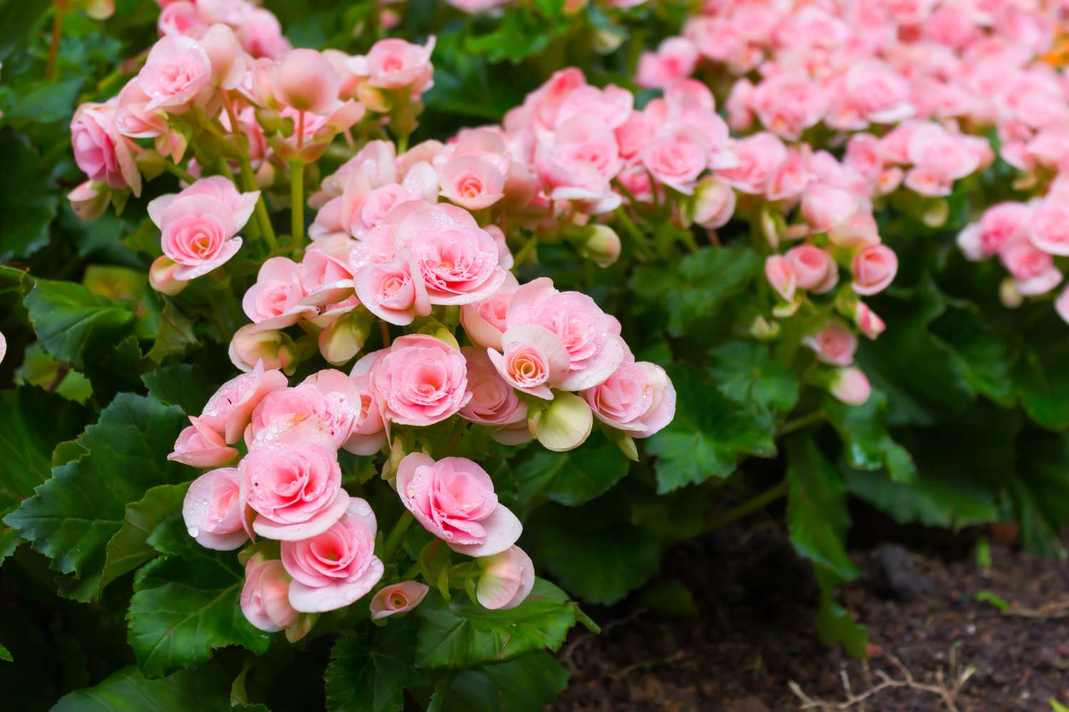 11 of the Easiest Annuals for Beginner Gardeners