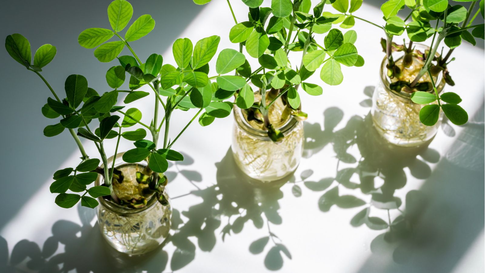 Hydroponic gardening trends: 5 to jump on this year