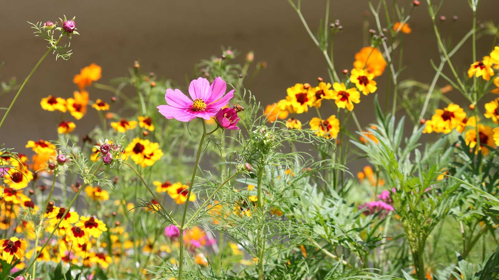 How to design a mini meadow in pots: expert gardening advice