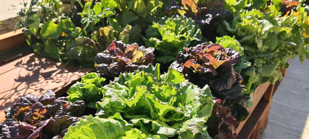 Mountain Partnership Secretariat’s hydroponic garden supplies FAO colleagues with freshly grown produce