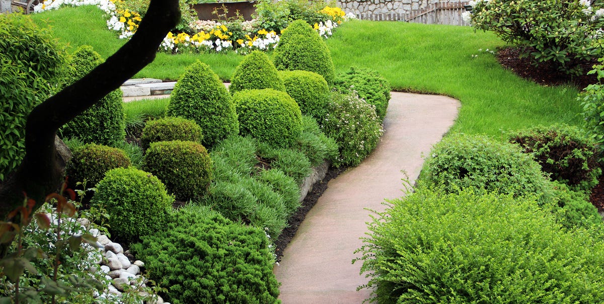 Choose the Right Evergreen Shrubs for Your Yard
