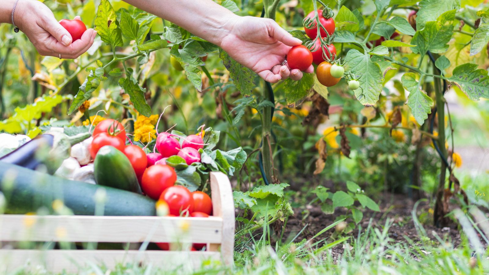 9 money-saving vegetables that are cheaper to grow than buy