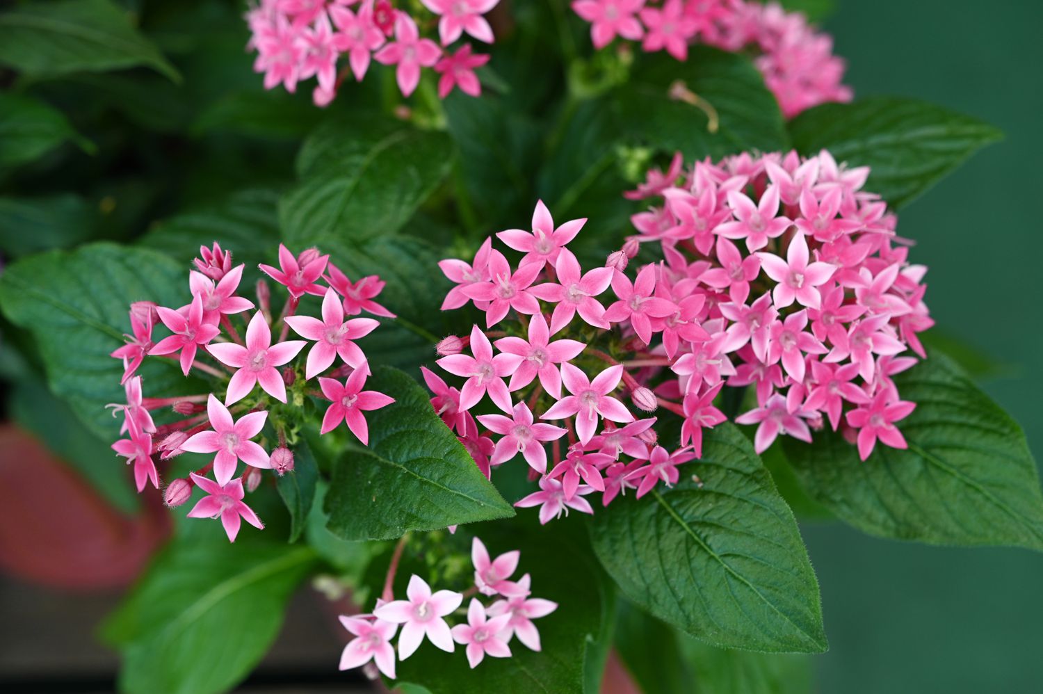 15 Container Garden Plants That Breeze Through Summer’s Heat