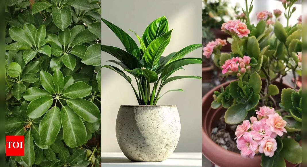 Top 10 easy indoor plants for beginners: Low-maintenance greenery that thrives anywhere |