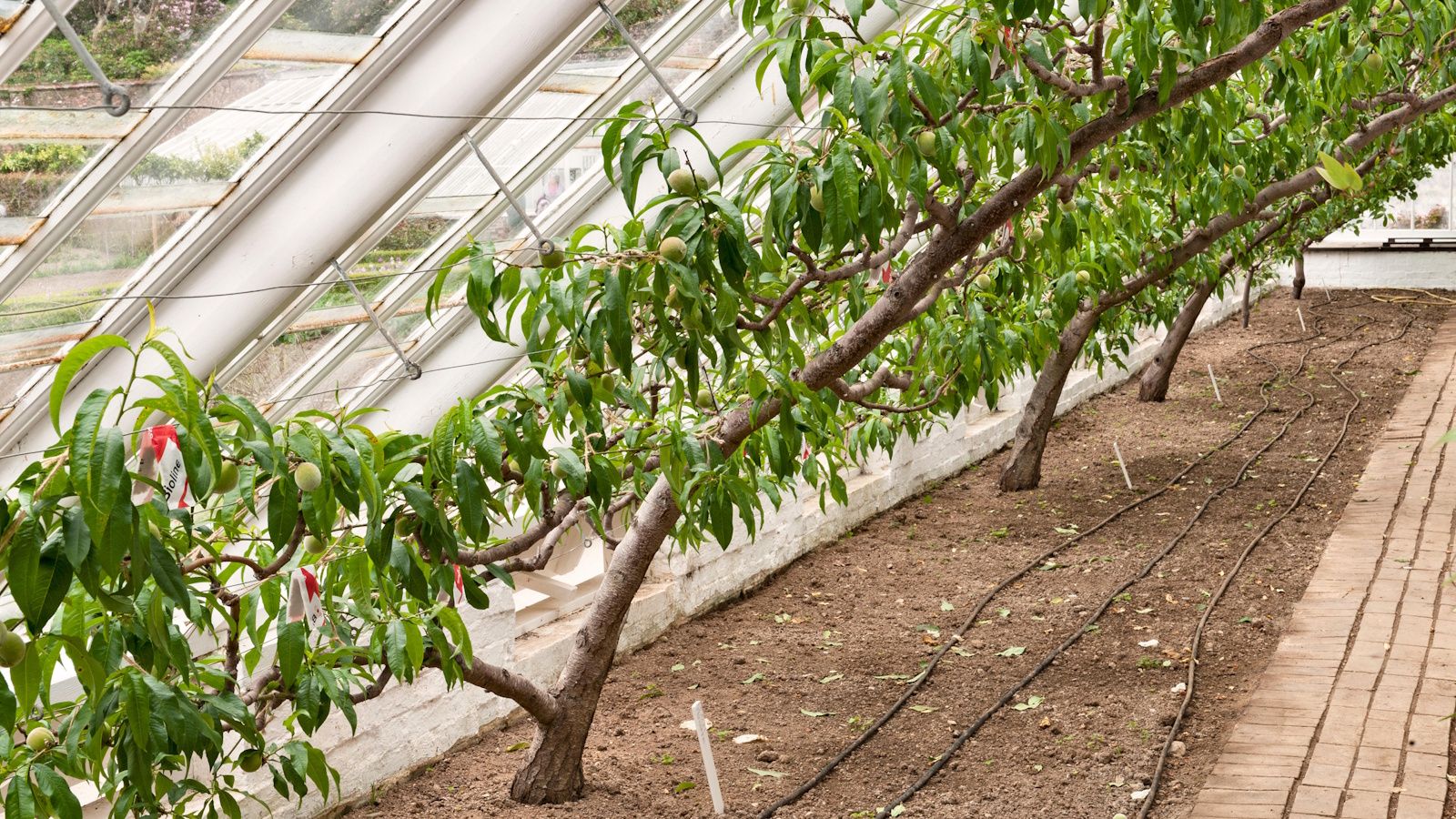 Growing peaches in a greenhouse: Gravetye Manor’s approach