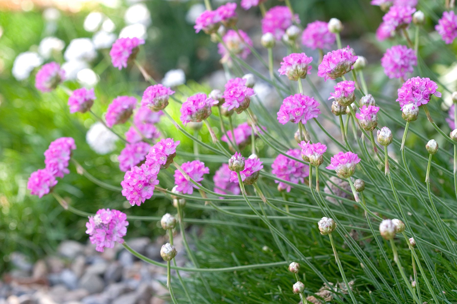 24 Pink Flowers to Add Dainty or Bold Beauty to Your Garden